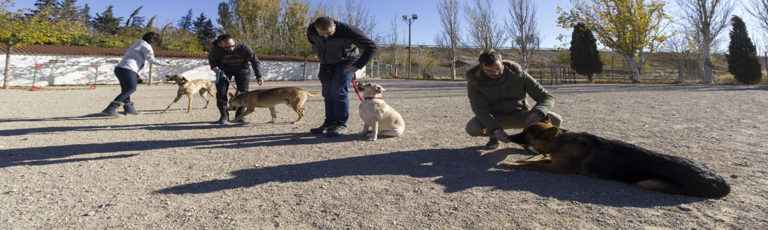 Adiestrar perro en Zaragoza Dogarden