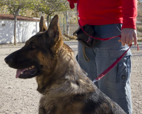 Tienda para perros Dogarden Zaragoza