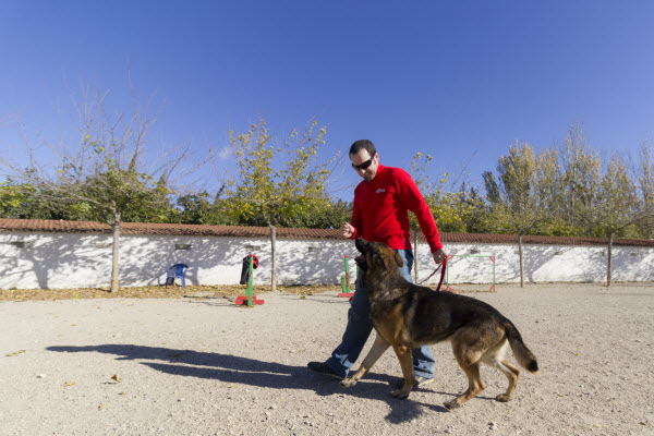 Cómo enseñar a un perro a obedecer