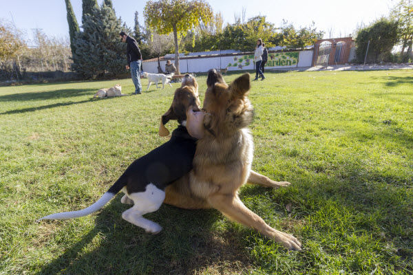 Adiestramiento para socializar perros