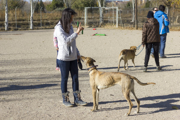 Adiestramiento para socializar perros