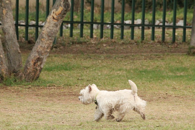 Mi perro ladra si está solo