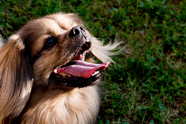 Evitar que el perro muerda