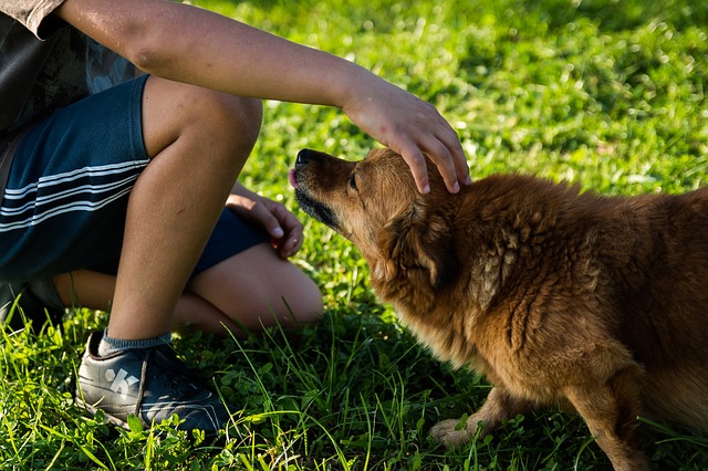 Perros y niños para buena convivencia