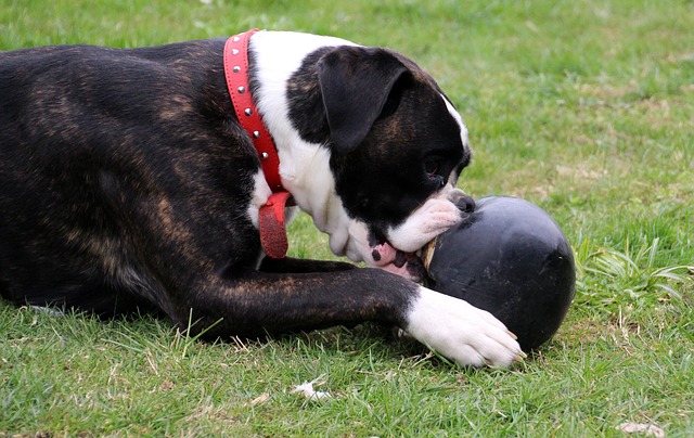 Adiestramiento para perros que muerden