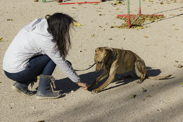 Adiestramiento para perros que muerden