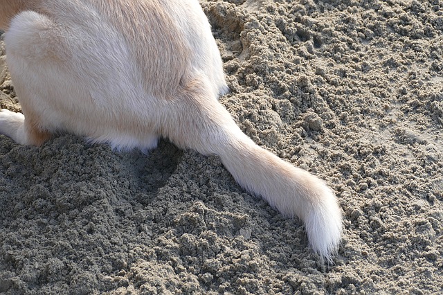 Adiestramiento para perros que muerden