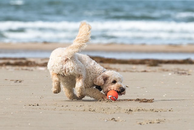 Perro tras las vacaciones