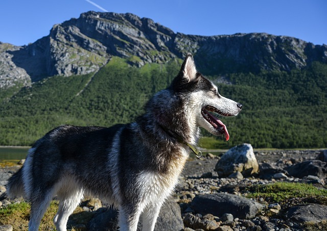 Perro tras las vacaciones