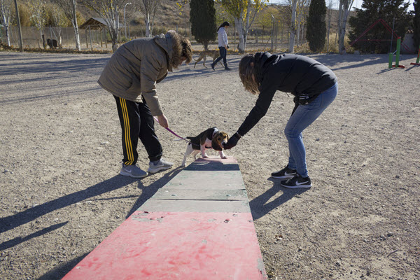 VII Concurso canino de Dogarden