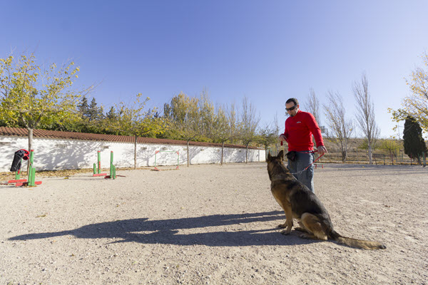 VII Concurso canino de Dogarden