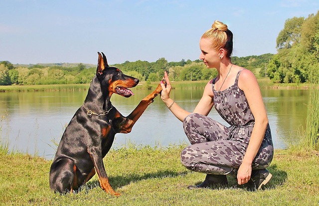 Errores en el adiestramiento canino