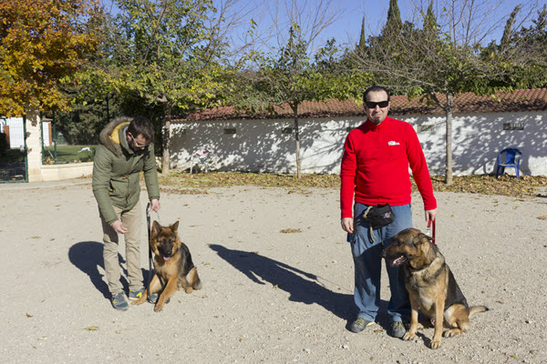 Problemas al entrenar un perro