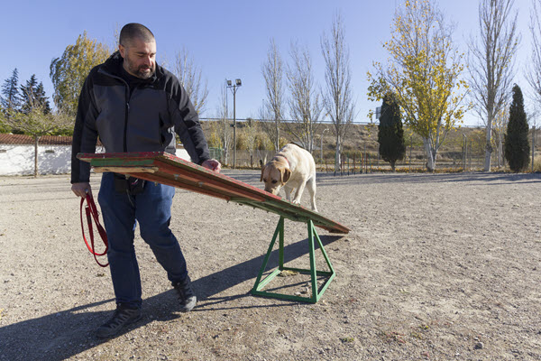 Elegir escuela de adiestramiento canino