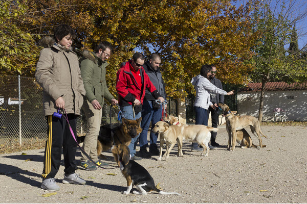 Elegir escuela de adiestramiento canino