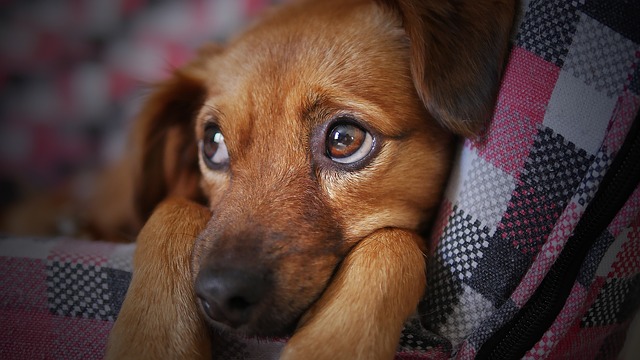 Personalidad de un perro