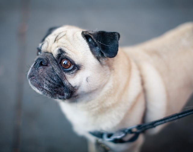 Elegir la correa y collar adecuado para tu perro