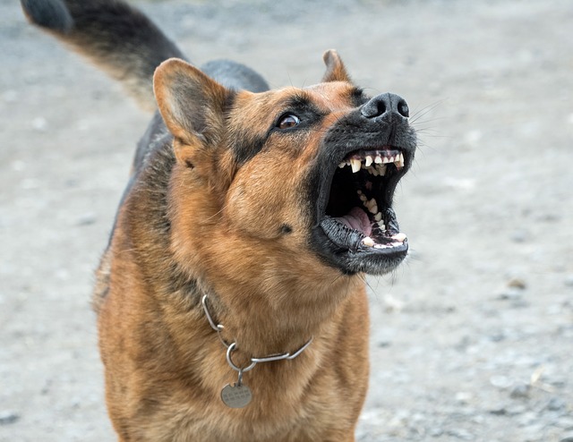 Elegir la correa y collar adecuado para tu perro