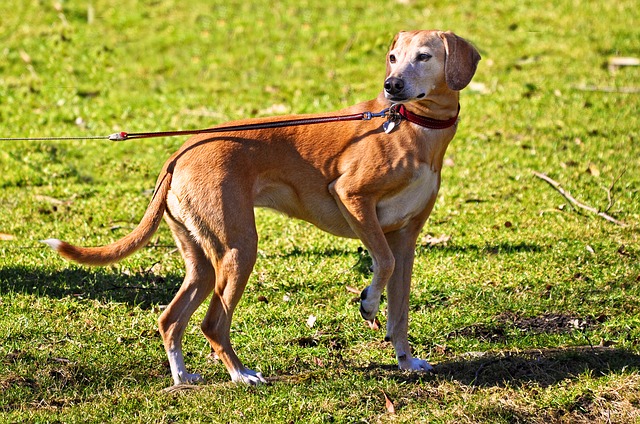 Elegir la correa y collar adecuado para tu perro