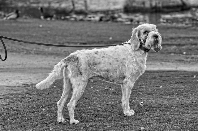Elegir la correa y collar adecuado para tu perro