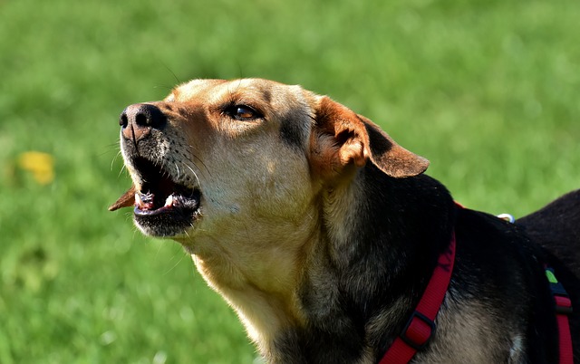 Por qué adiestrar a un perro