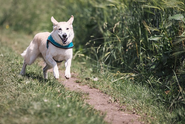 Trucos para el adiestramiento canino | Dogarden Zaragoza