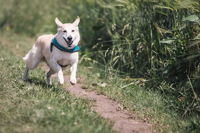 Trucos para el adiestramiento canino | Dogarden Zaragoza