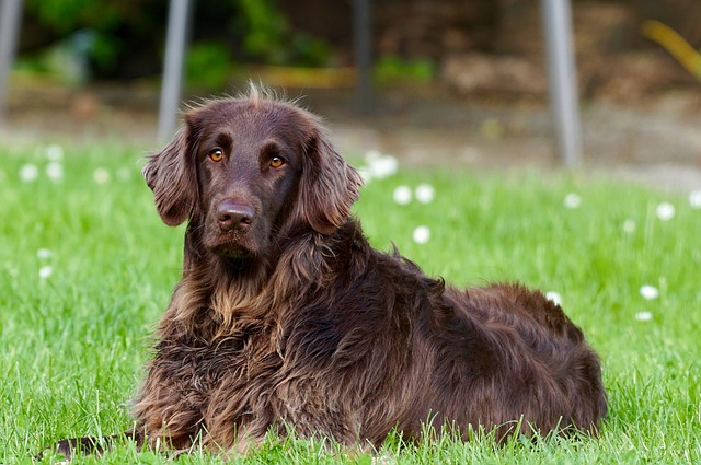 Trucos para el adiestramiento canino | Dogarden Zaragoza