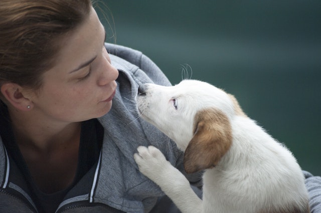 Adiestrar al perro para que no orine en casa