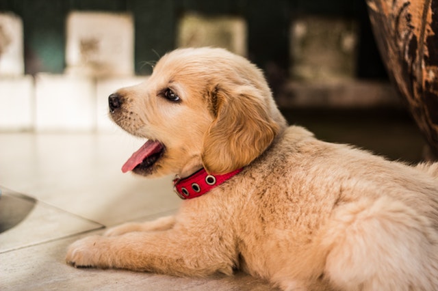 Adiestrar al perro para que no orine en casa