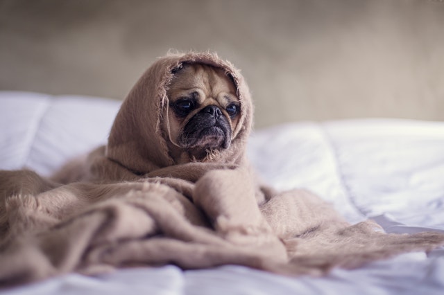 Cómo adiestrar un perro miedoso