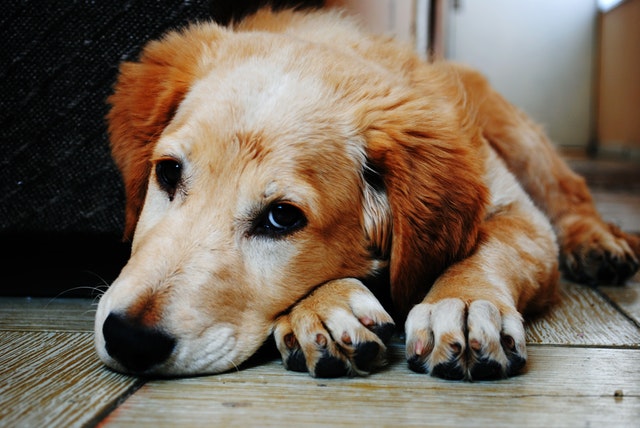 Cómo adiestrar un perro miedoso