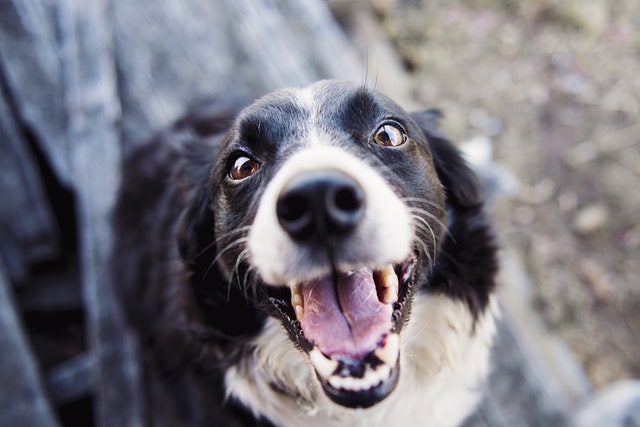 Cómo hacer para que mi perro no muerda