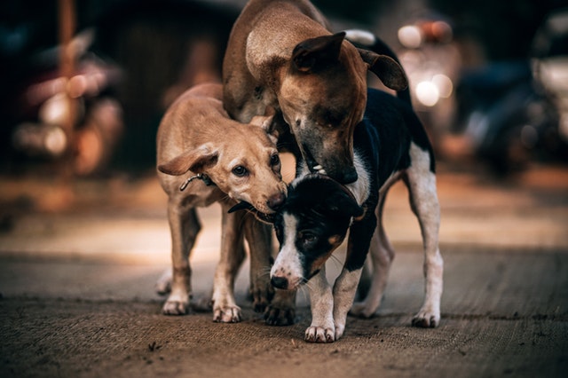 Cómo hacer para que mi perro no muerda