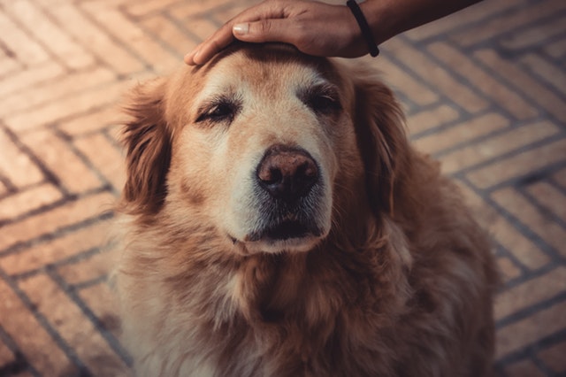 Cómo adiestrar a un perro sordo