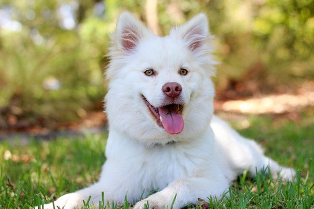 Cómo adiestrar a un perro sordo