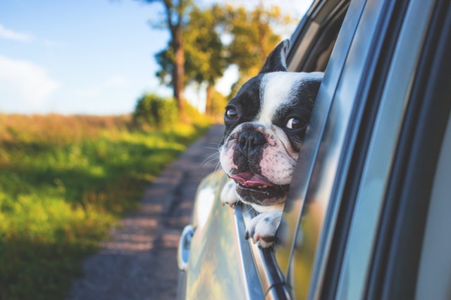Consejos para viajar con perros nerviosos