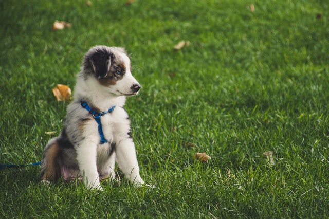 Adiestramiento para perros miedosos en Zaragoza