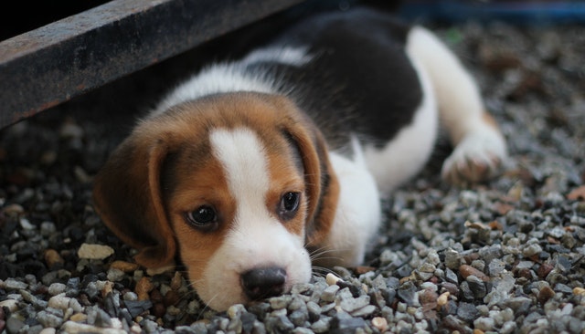 Adiestramiento para perros miedosos en Zaragoza