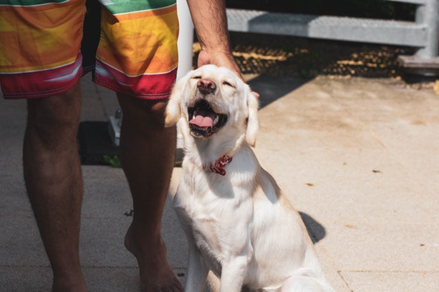 Cómo cuidar a tu perro en verano