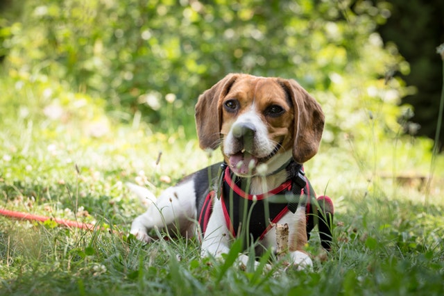 Cómo cuidar a tu perro en verano