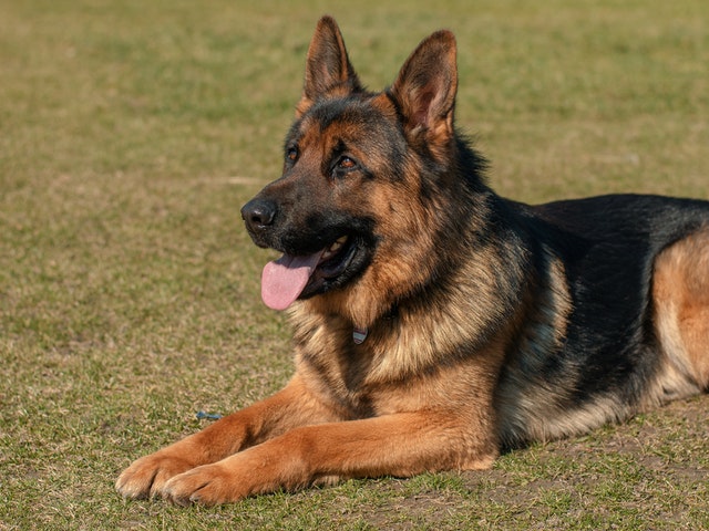 Cómo cuidar a tu perro en verano