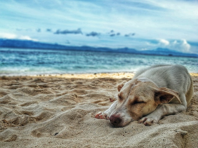 Cómo cuidar a tu perro en verano