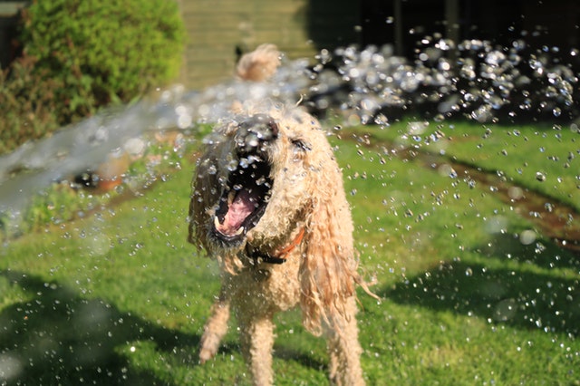 Cómo cuidar a tu perro en verano