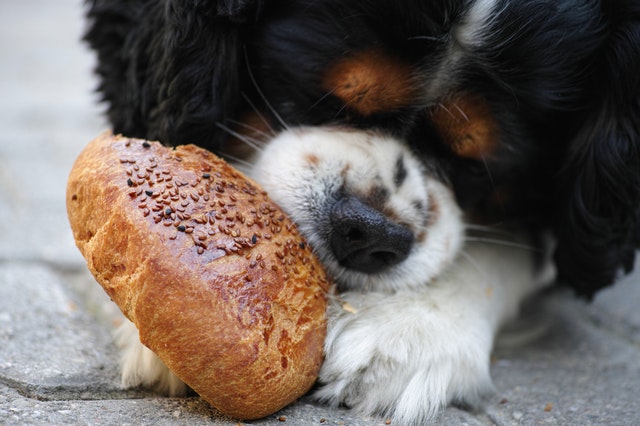 Cómo cuidar a tu perro en verano