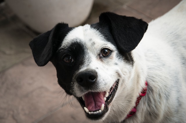 Cómo puedo quitarle el nerviosismo a mi perro