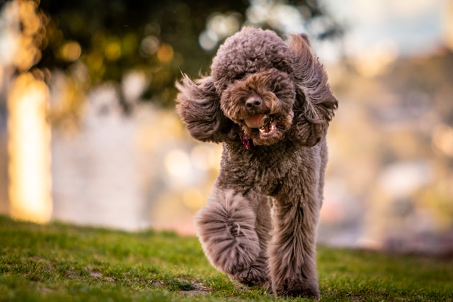 Cómo puedo quitarle el nerviosismo a mi perro