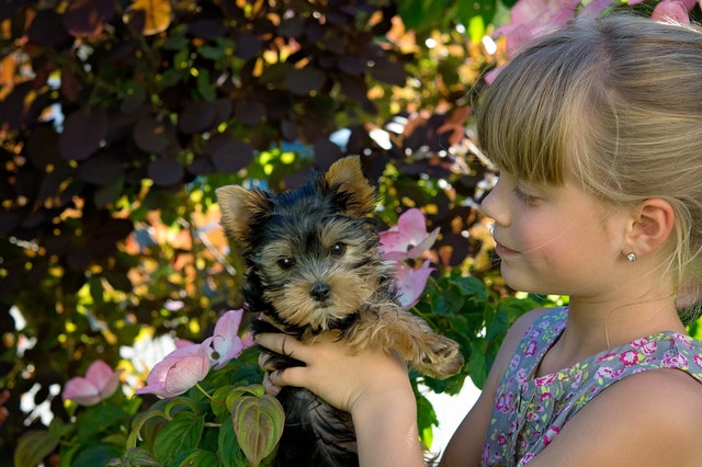 Qué hacer si el perro muerde a un niño