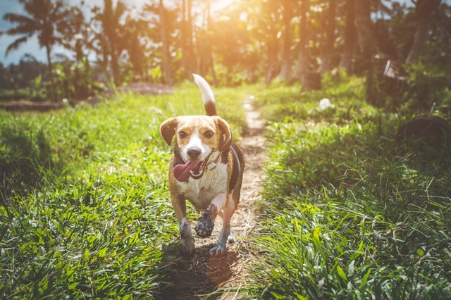 Como hacer para que el perro no ladre