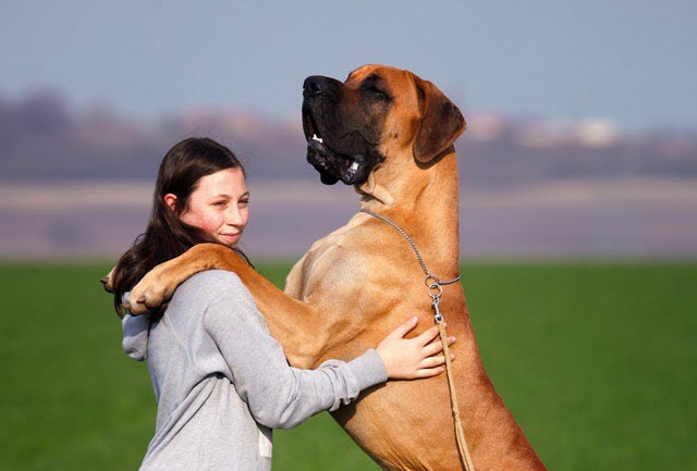 ¿Cómo educar a un perro adulto?